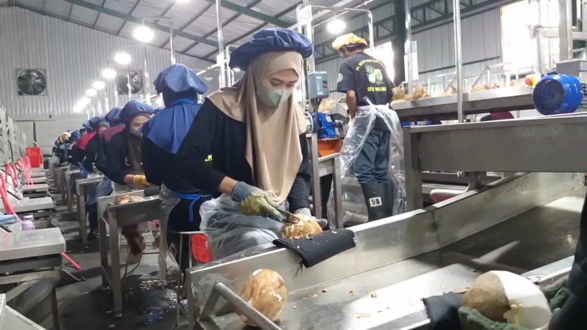 Pekerja mengupas kelapa di lini produksi